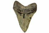 Fossil Megalodon Tooth - North Carolina #328326-2